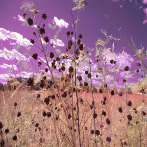 Webp.net resizeimage (2)